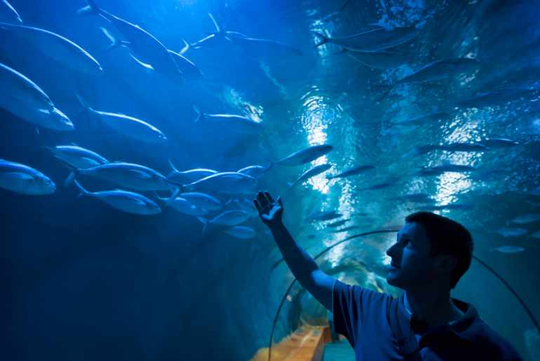 india's largest tunnel aquarium 