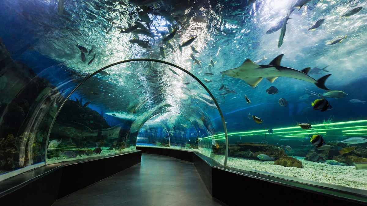 india's largest tunnel aquarium