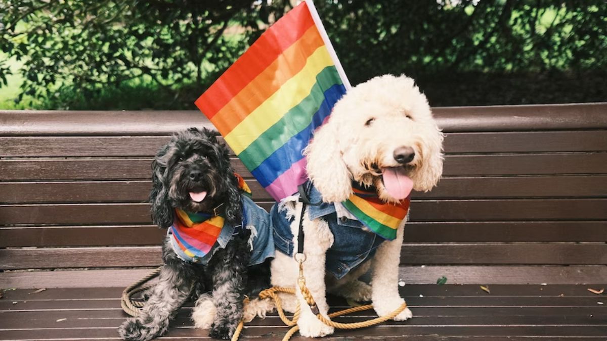 Manhattan Will Soon Host A Pride Celebration For Dogs With Loads Of Canine-Approved Entertainment