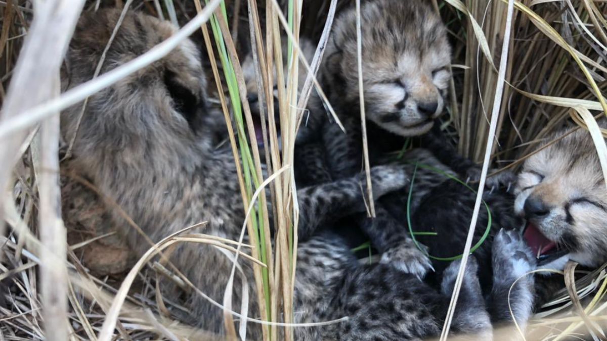 Kuno National Park’s 3 Baby Cheetahs Die Because Of Heat Wave In Madhya Pradesh