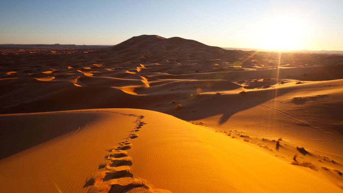 Desert Activity