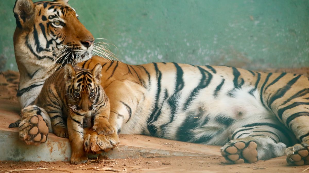 Good News! Mumbai’s Byculla Zoo Welcomes Tiger Cubs & Newborn Penguins & They’re So Cute!