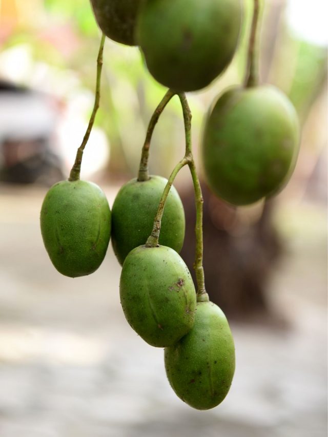 What Is Ambarella Fruit & Are They Beneficial To Your Health?