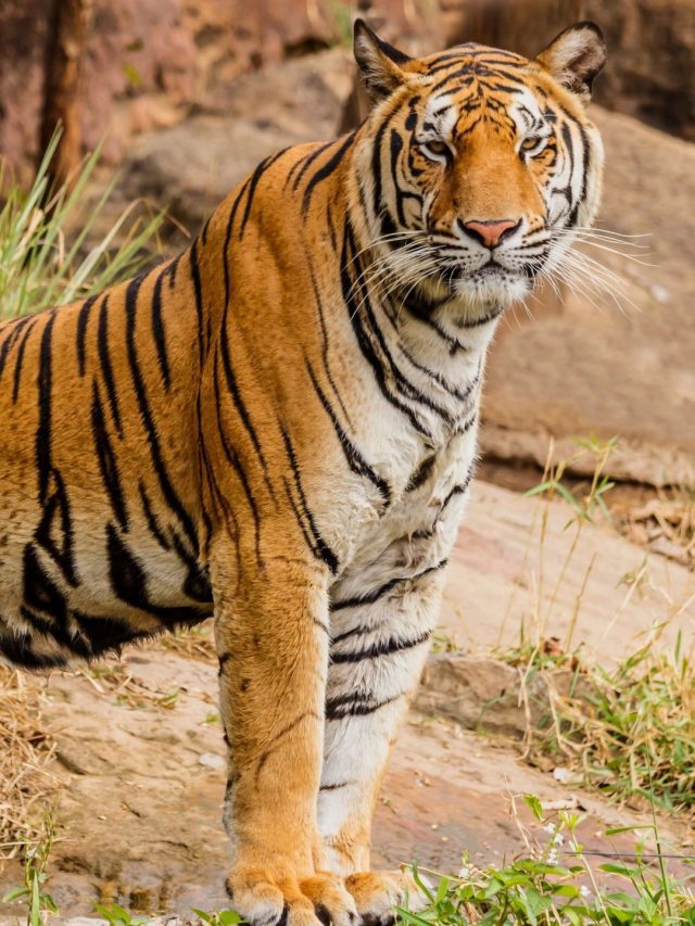 An_Indian_tiger_in_the_wild__Royal__Bengal_tiger__27466438332_-scaled