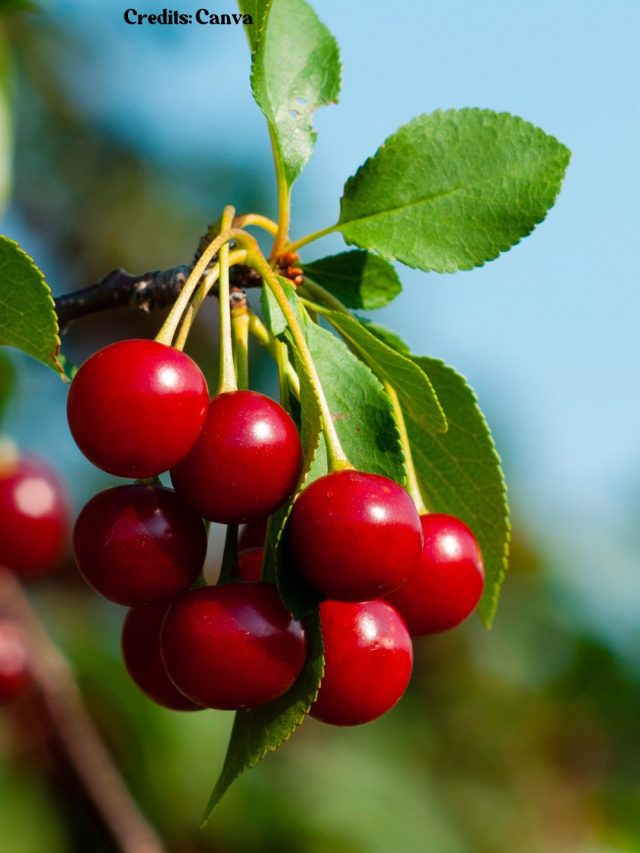 8 Types Of Cherries You Must Know About!