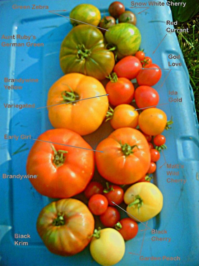 Heirloom Tomatoes VS. Regular Tomatoes: What’s The Difference And Which Is Better?