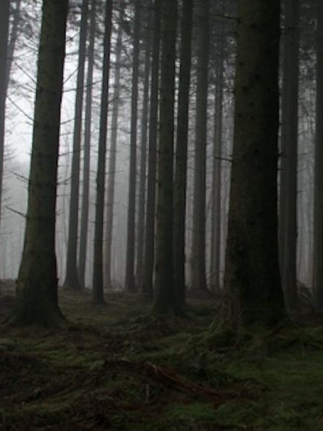 Types Of Ghosts In Bengali