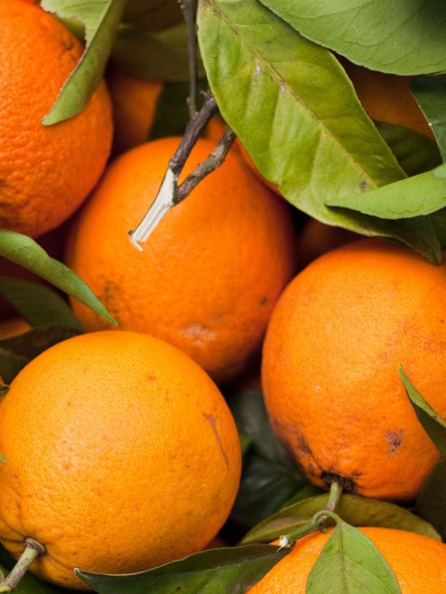 9 Types Of Oranges You Should Know About!
