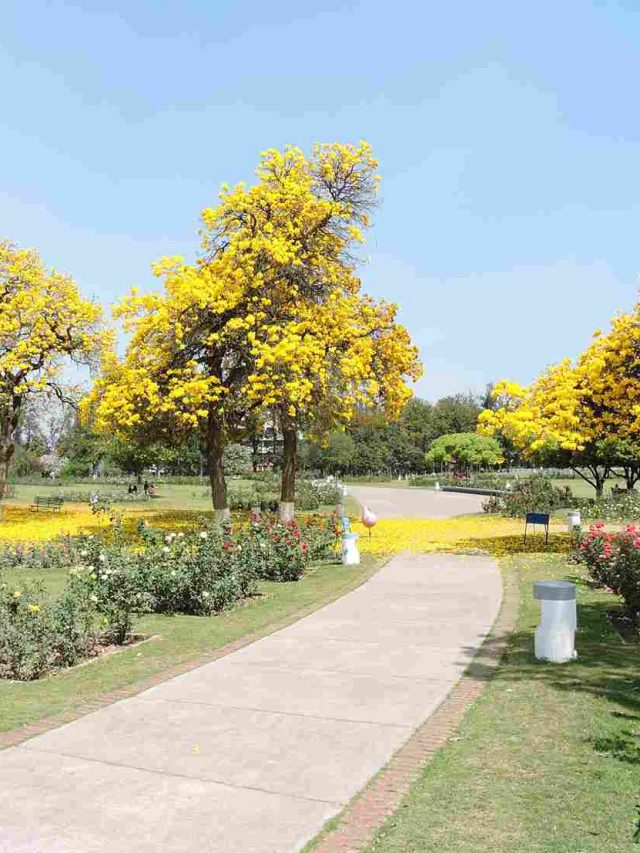 6 Scenic Hill Stations Are Just 2 Hours Away From Chandigarh