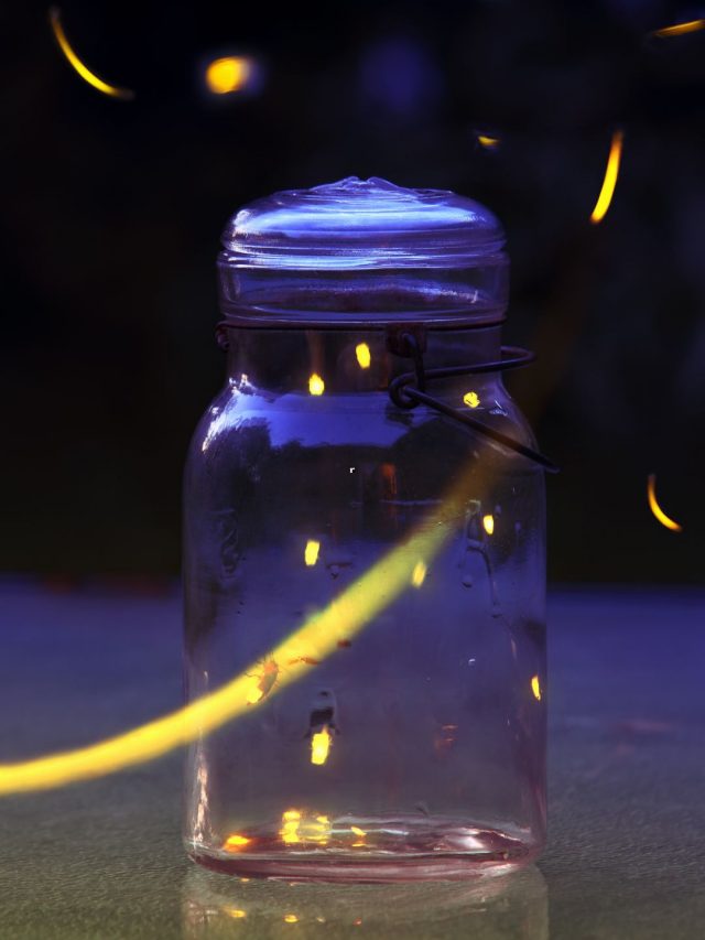 fireflies