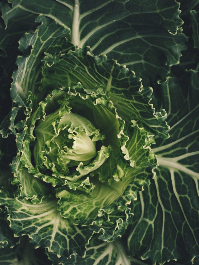 8 Types Of Cabbage That You Need To Know