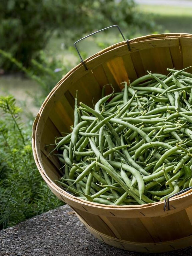 Home Hacks Tips To Keep Green Beans Fresh