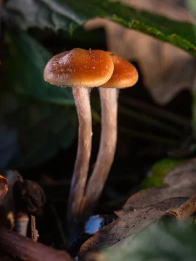 4 Facts To Know About Magic Mushrooms