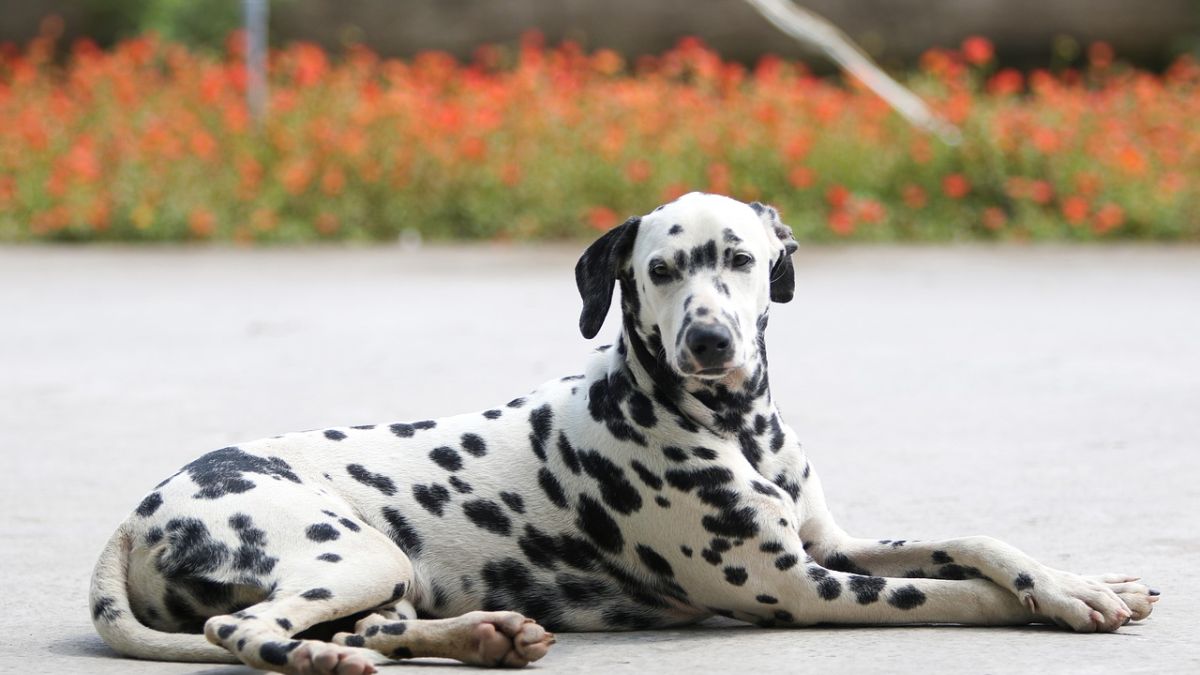 dalmatian