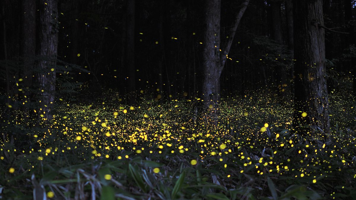 Get Ready For Maharashtra’s Fireflies Festival 2023! Here’s Where You Can Spot It