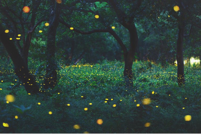 fireflies festival maharashtra