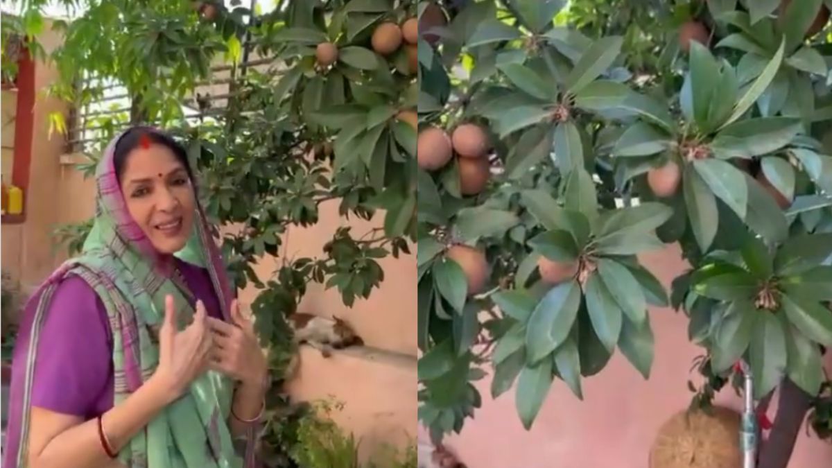 It’s Chikoo Time On ‘Panchayat’ Set! Watch Neena Gupta Show Off The Ripe Fruits