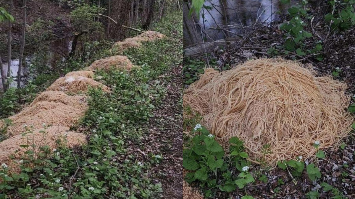 Pasta In The Woods! Woman Claims 200 Kg Pasta Mysteriously Dumped In USA Woods