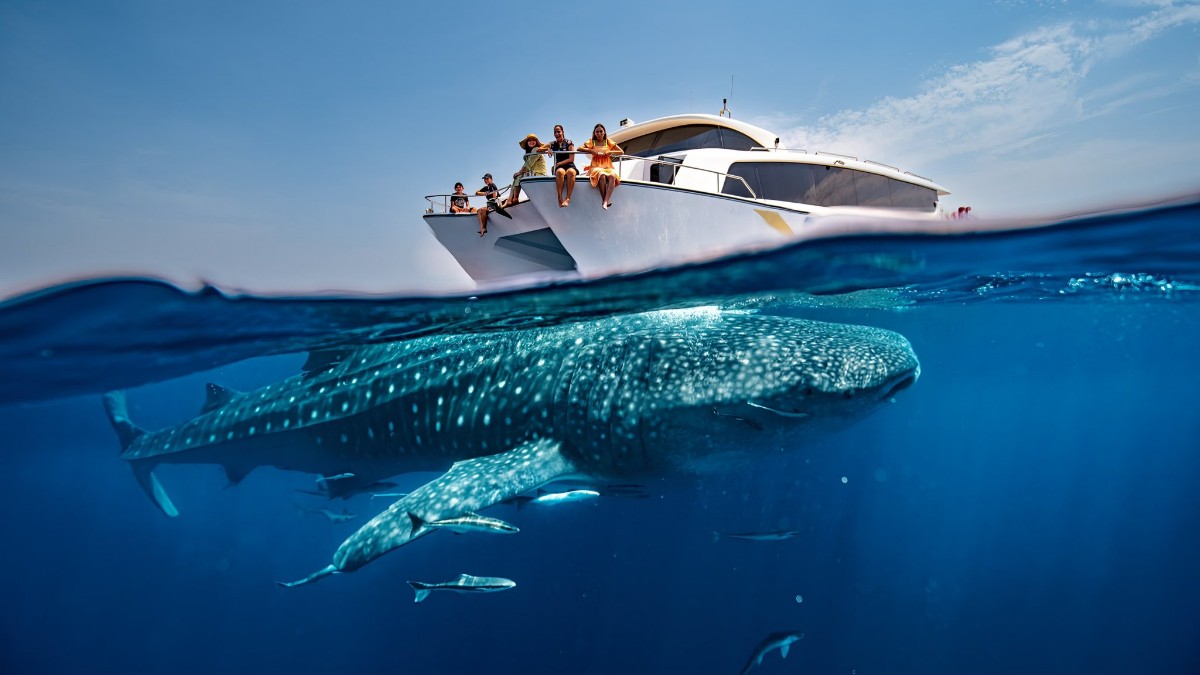 Qatar To Host One Of The World’s Largest Congregations Of Whale Sharks. Bookings Are Open!