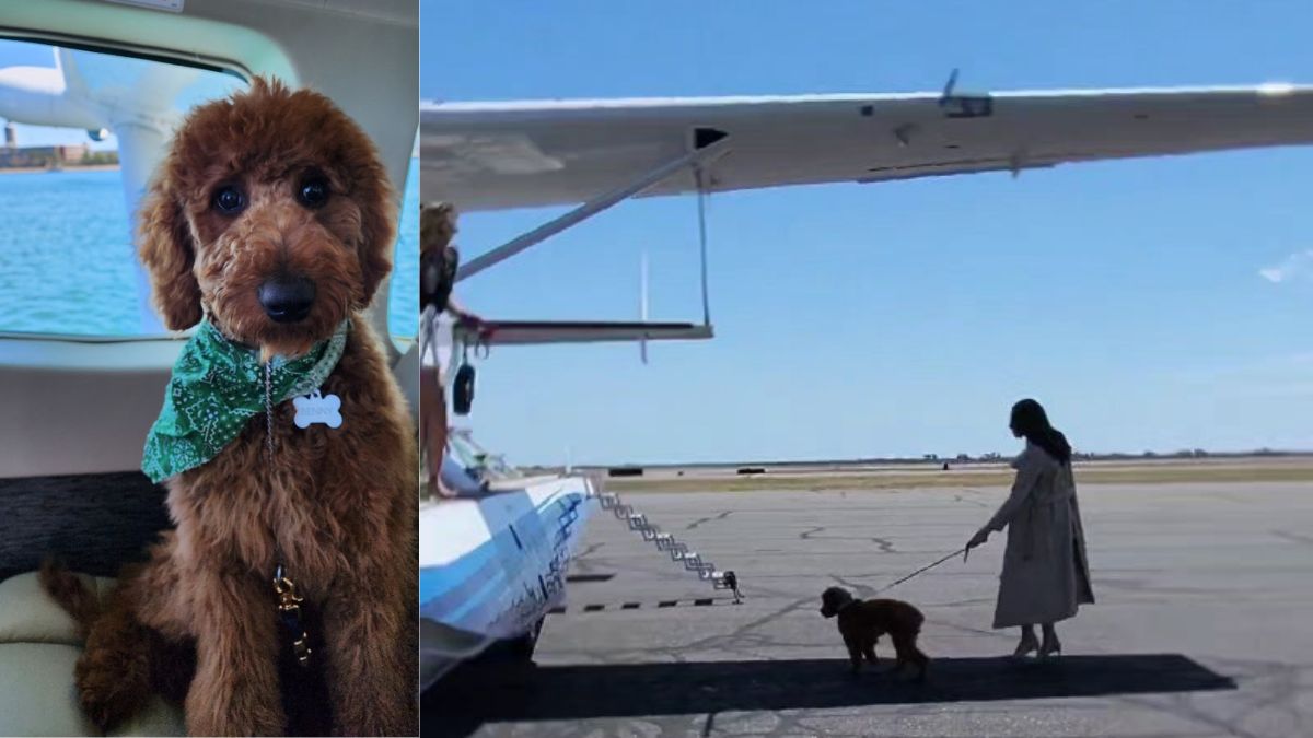 This Airline Is Touted As One Of The Most Pet Friendly Airline And Your Fur Babies Would Love Every Bit Of It
