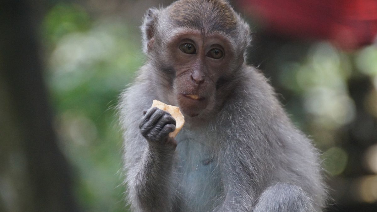 Bizzare Video Of Moneky Eating Pani Puri Goes Viral On Twitter 