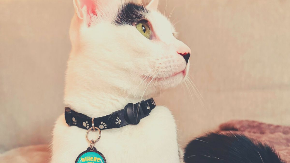 Pet Tagging Can Reduce Approx 100K Stray Cats In Dubai & Abu Dhabi And This Company Is Doing So