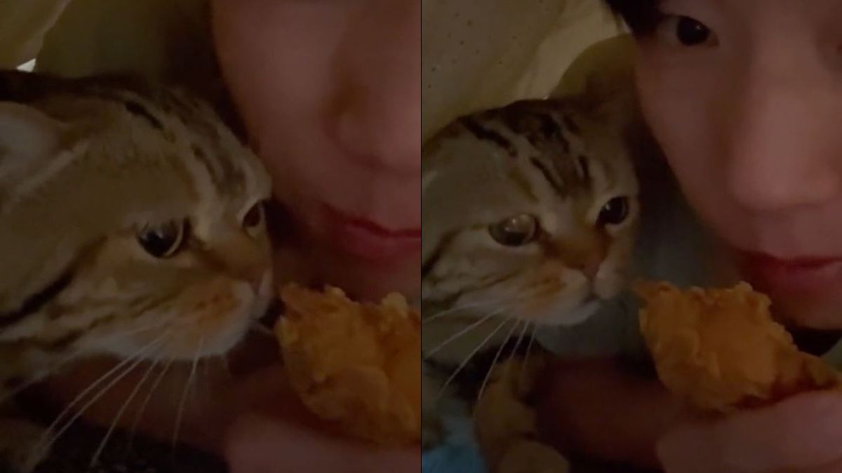 Cat Owner Tries To Hide His Food From Pet But Fails; You Can Run But You Can’t Hide From Me-ow!