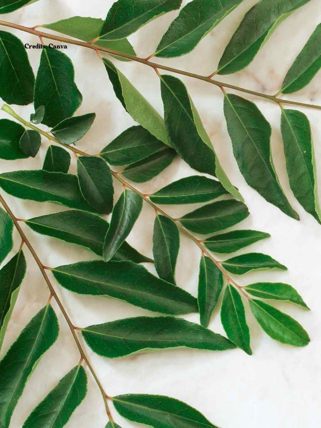 7 Health Benefits Of Curry Leaves