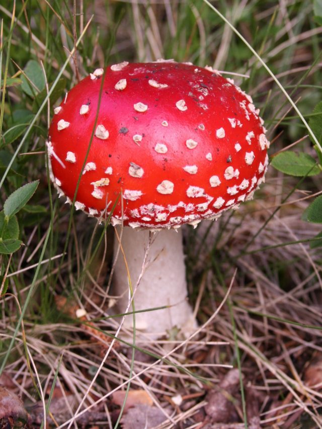 poisonous mushrooms