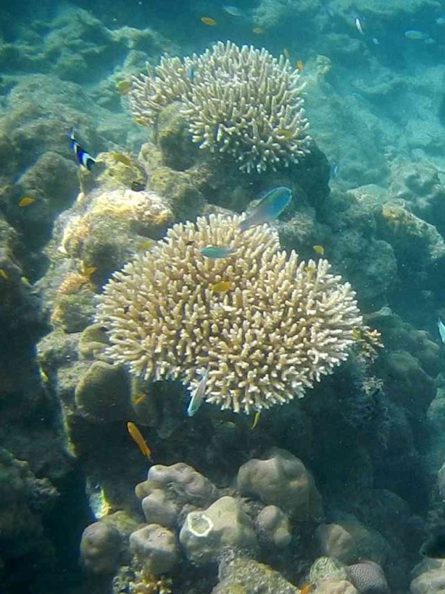 6 Places To Find Beautiful Coral Reefs In India