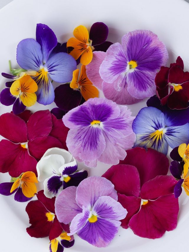 8 Edible Flowers That You Can Use In Tea, Salads & Other Recipes!