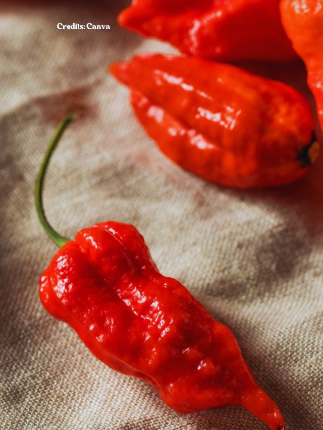 spices