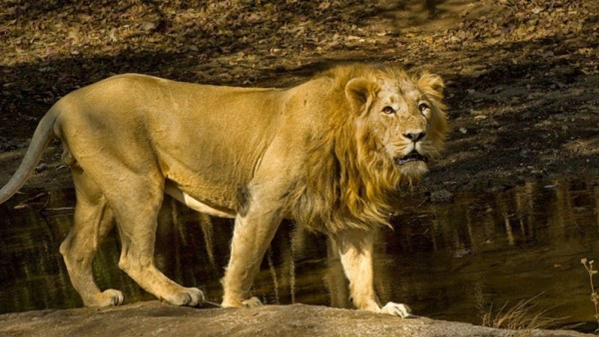 Cyclone Biporjoy: 184 Teams, 58 Control Rooms, Here’s How Guj Govt Saved Endangered Asiatic Lions