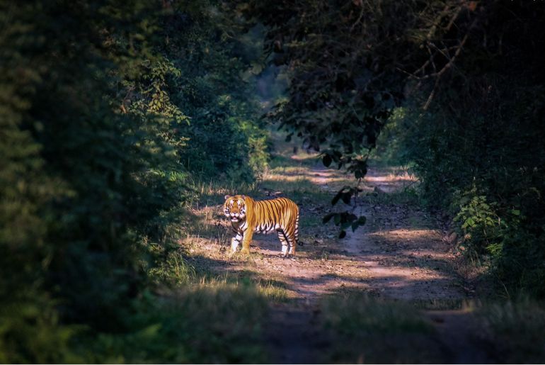 Dudhwa Tiger Reserve - INSIGHTSIAS