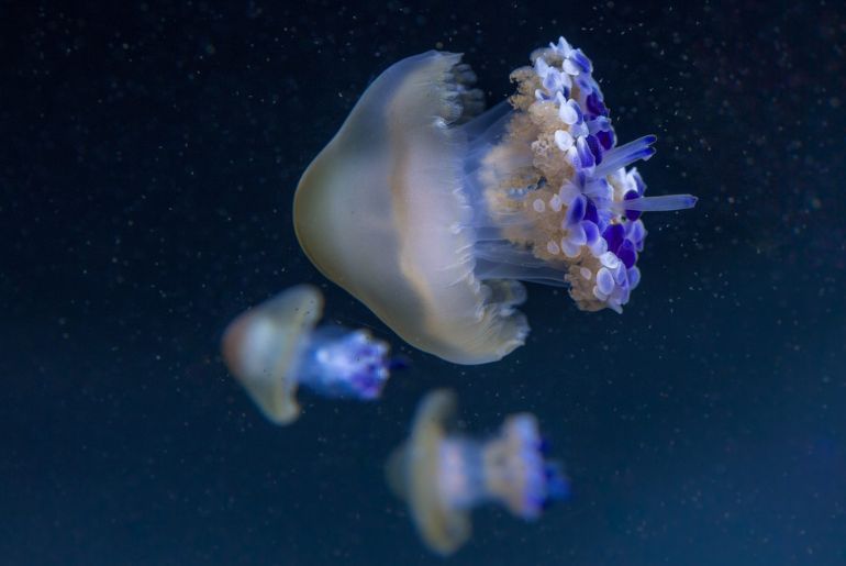 National Aquarium Abu Dhabi