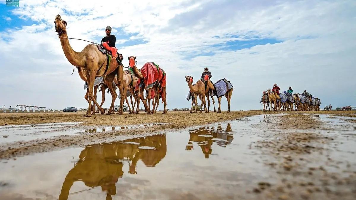 Crown Prince Camel Festival Is Returning To Saudi Arabia With Nearly 60000 Camel Displays & More