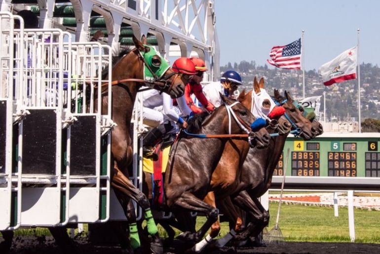 Horse, race track, California, Golden Gate Fields, sports