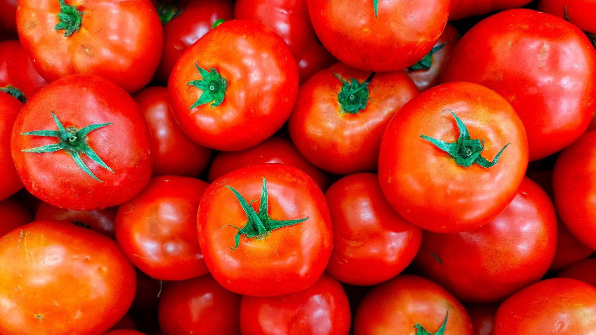 Good News! Tomato Prices Expected To Reduce Due To New Crops From Maharashtra & MP