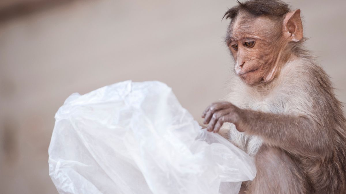 Monkey In UP Snatches Man’s Bag With ₹1 Lakh In It; Has A ‘Feeling Rich’ Moment