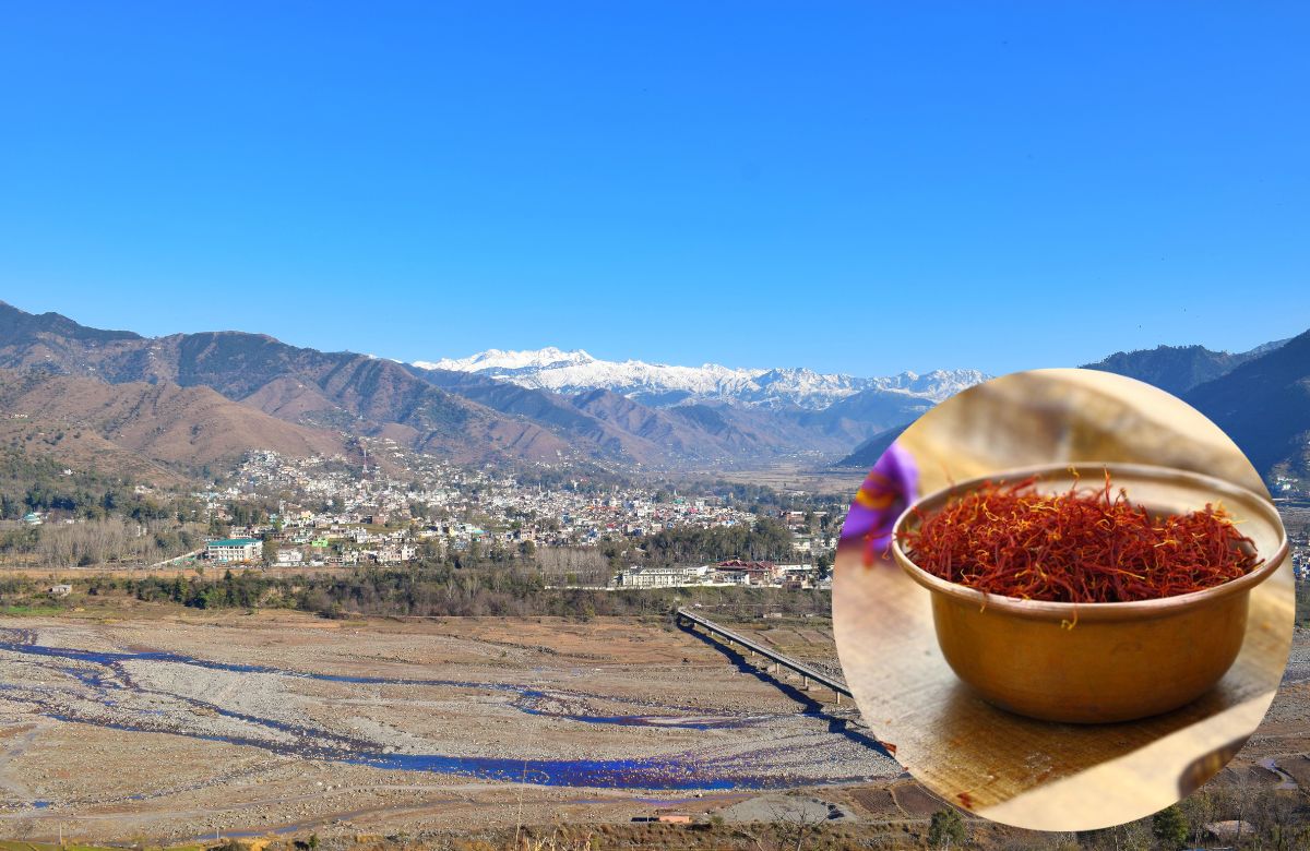 Saffron Farming Goes Beyond Pampore, Poonch In J&K Now Grows One Of World’s Most Expensive Spices