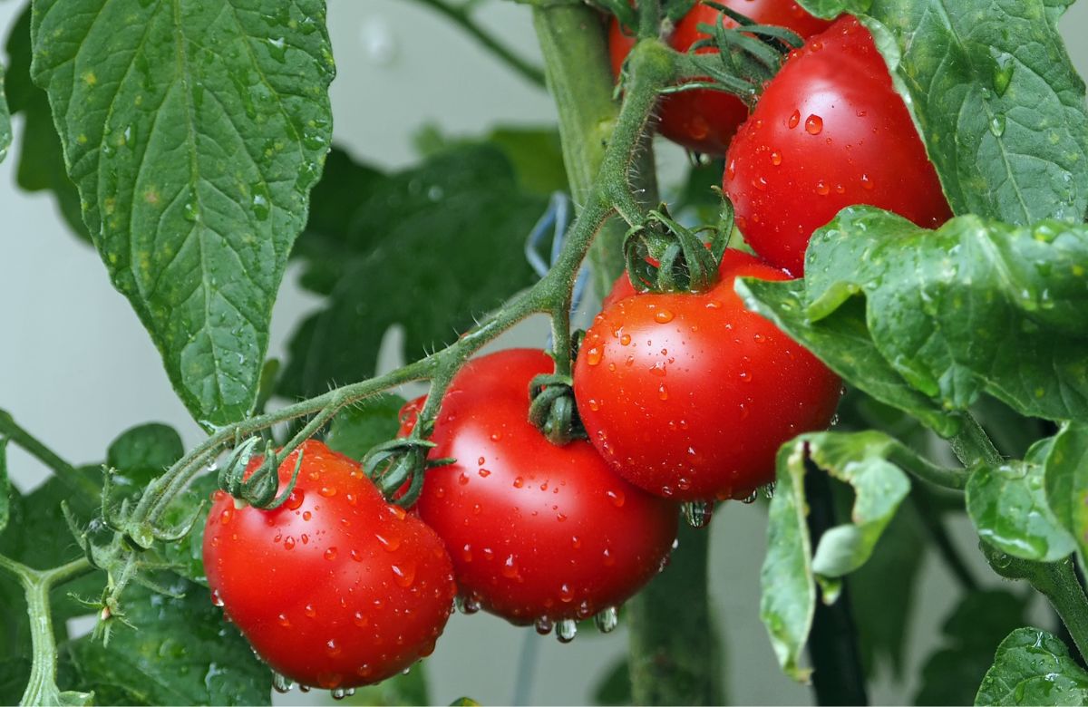 Cannot Afford Tomatoes? These 6 Best Tomato-Alternatives Will Make Your Cooking Easy