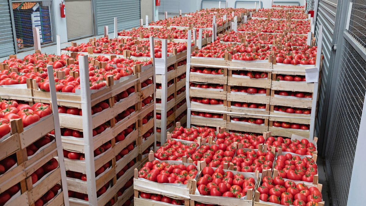 Grand Theft Tomato? Amid Price Hikes, 2.5 Tonnes Of Tomatoes Hijacked In Bengaluru