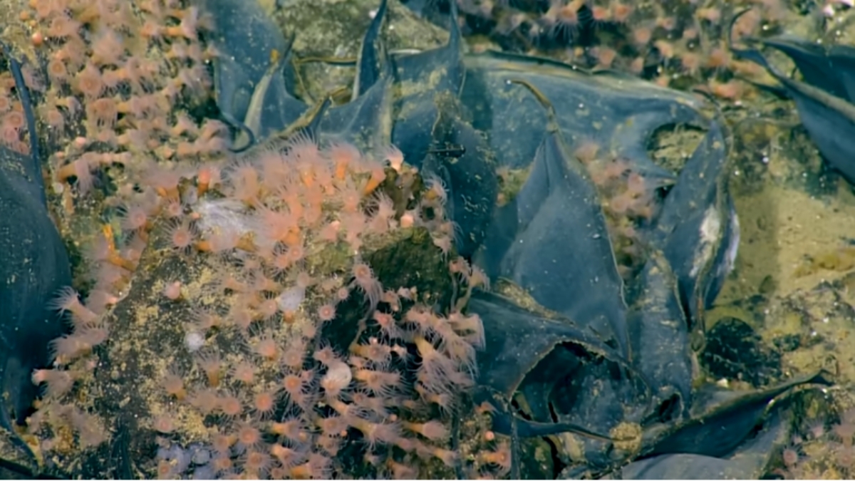 An Active Volcano Covered With A Million Eggs Discovered Underwater By Researchers