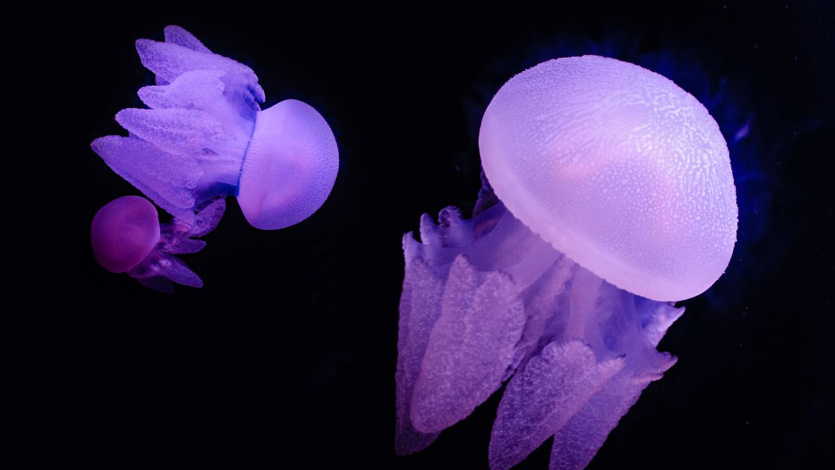 Go Chill With Live Jellyfish As The Electrifying Exhibition Opens At National Aquarium, Abu Dhabi