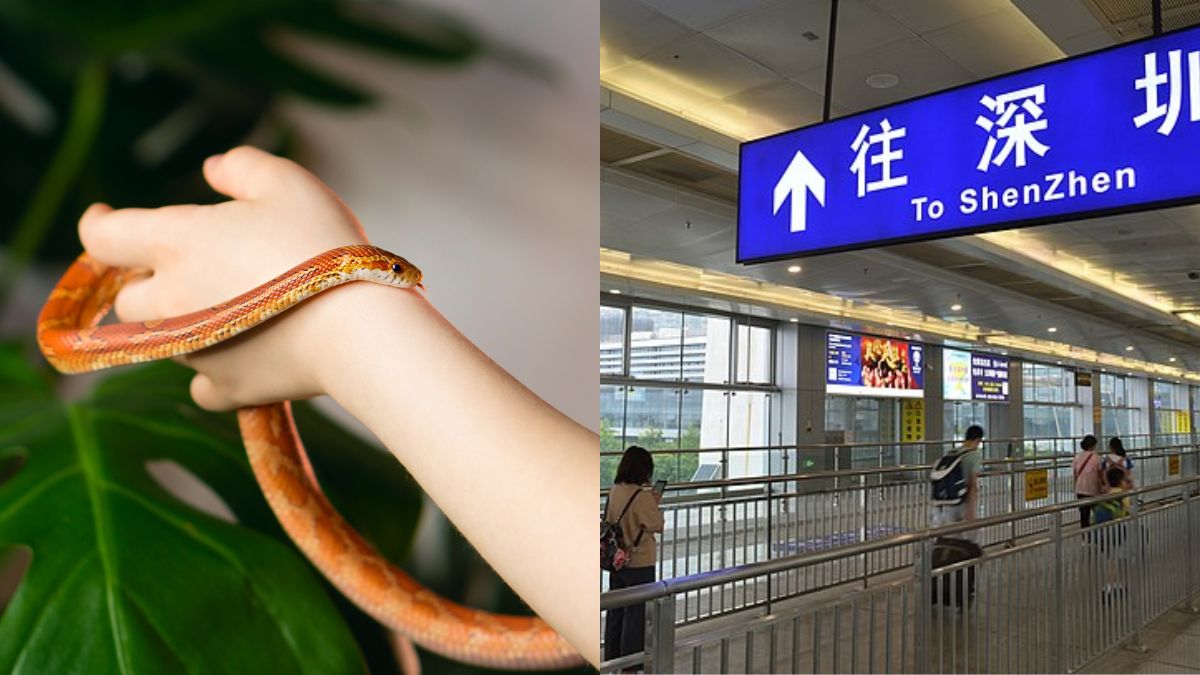 Woman Tries To Smuggle 5 Live Snakes In Her Top; Caught At China Airport By Authorities