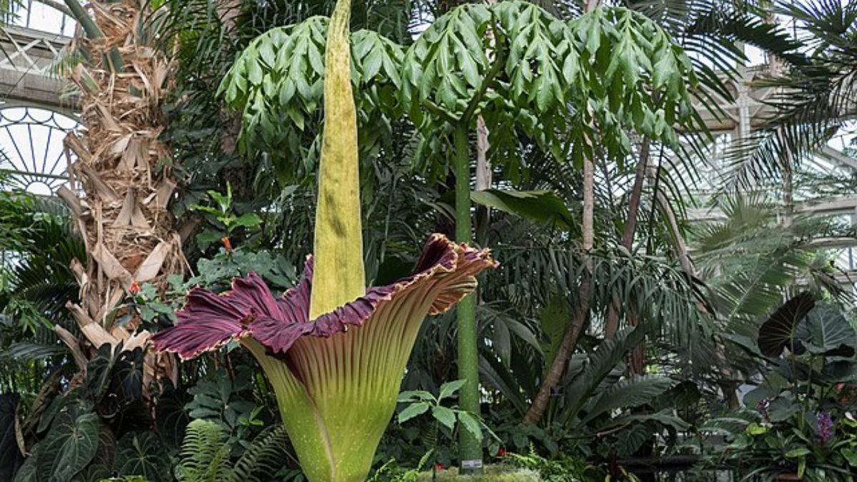 Corpse Flower At Seattle's Amazon Spheres Attracts Attention; Long ...