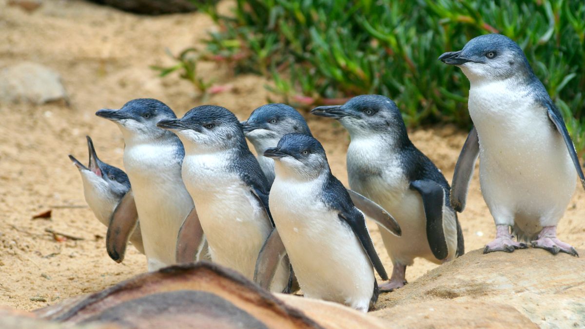 Byculla Zoo In Mumbai Is Looking To Exchange Some Of Its Penguins For Crocodiles; Here’s Why