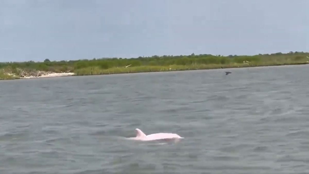 Caught On Camera: Rare Pink Dolphin Sighted Near Louisiana; “Unforgettable Experience” Says Man