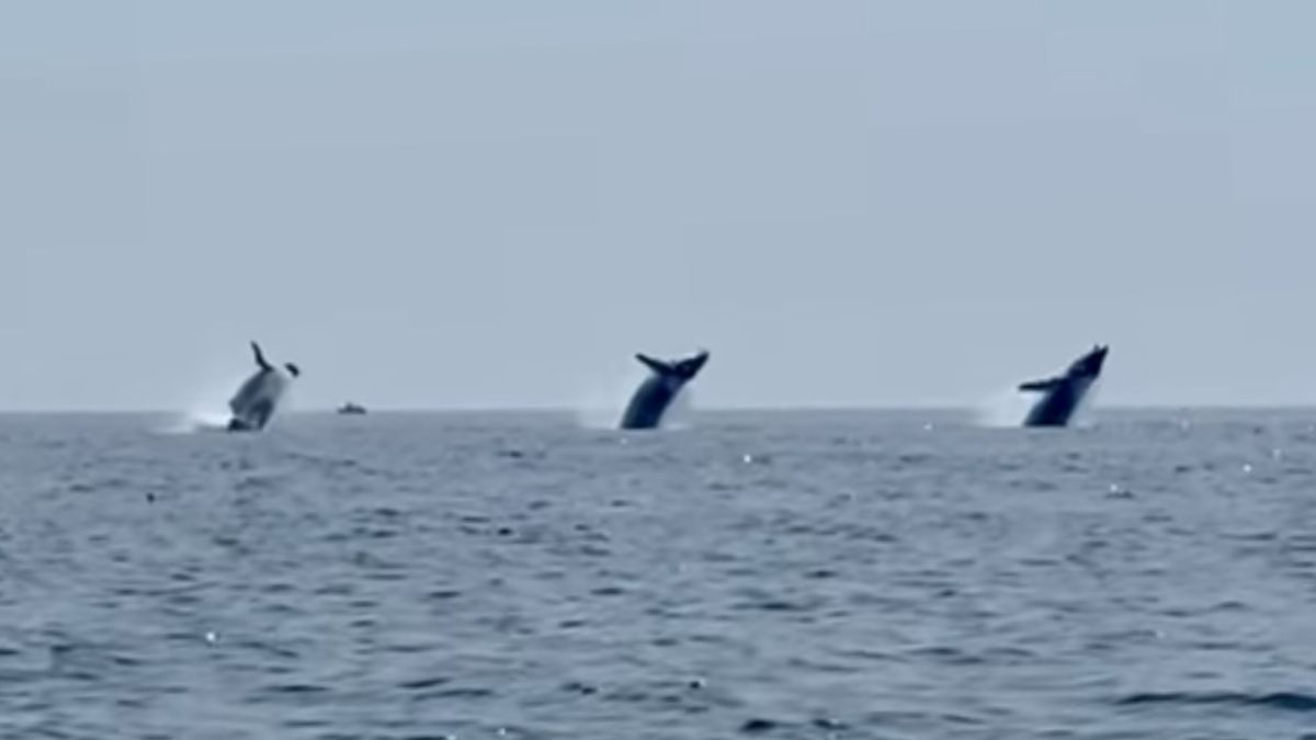 Watch: Three Whales Leap In Sync; Epic Moment Caught On Cam
