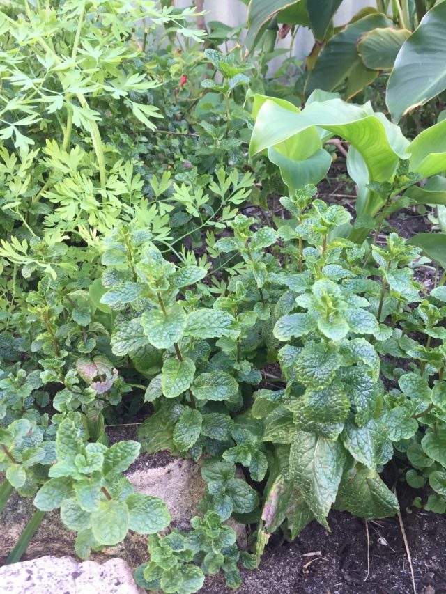 herb plants